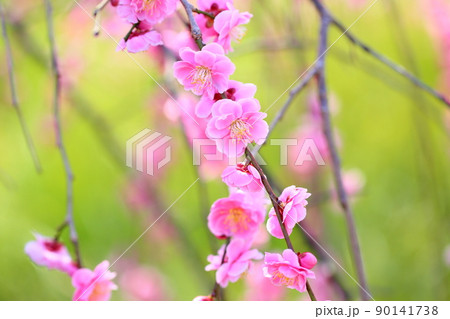 ピンクの梅の花　しだれ梅 90141738
