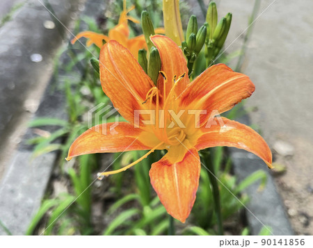 沖縄 那覇市内の公園に咲くクワンソウ(沖縄伝統野菜)の花 90141856