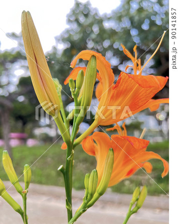 沖縄 那覇市内の公園に咲くクワンソウ(沖縄伝統野菜)の花 90141857