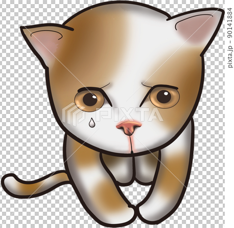 貓坐直，對不起道歉 90141884