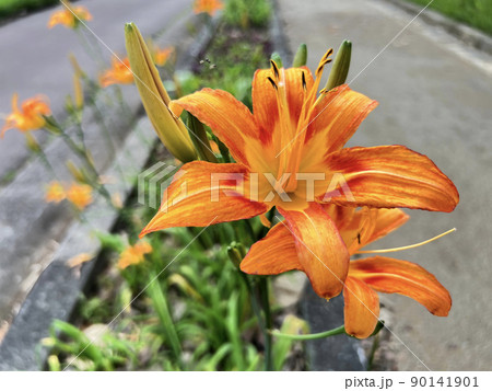 沖縄 那覇市内の公園に咲くクワンソウ(沖縄伝統野菜)の花 90141901