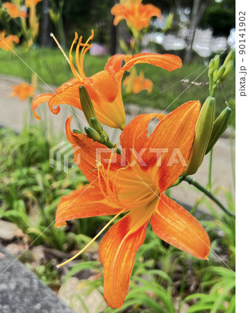 沖縄 那覇市内の公園に咲くクワンソウ(沖縄伝統野菜)の花 90141902