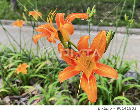 沖縄 那覇市内の公園に咲くクワンソウ(沖縄伝統野菜)の花 沖縄 那覇市内の公園に咲くクワンソウ(沖縄伝統野菜)の花 90141903