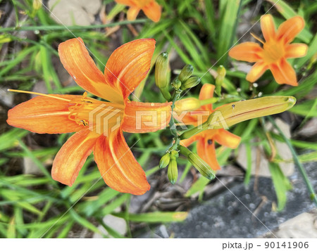 沖縄 那覇市内の公園に咲くクワンソウ(沖縄伝統野菜)の花 90141906