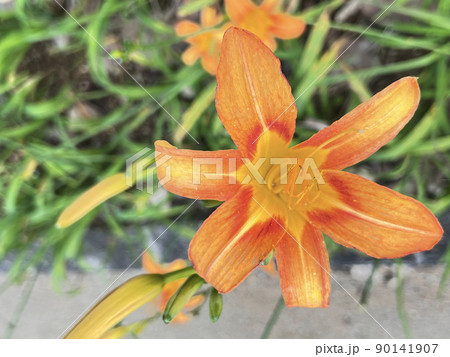 沖縄 那覇市内の公園に咲くクワンソウ(沖縄伝統野菜)の花 90141907