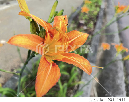 沖縄 那覇市内の公園に咲くクワンソウ(沖縄伝統野菜)の花 90141911