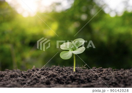 The seedlings grow from fertile soil and the morning sun shines. Ecology and ecological balance concept. The seedlings grow from fertile soil and the morning sun shines. Ecology and ecological balance concept. 90142028