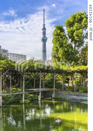 [東京・亀戸] 東京スカイスリーを背景に亀戸天神社の藤棚の下にある池で寛ぐ亀。 90142104