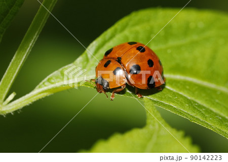 ハラグロオオテントウ ハラグロオオテントウ 90142223
