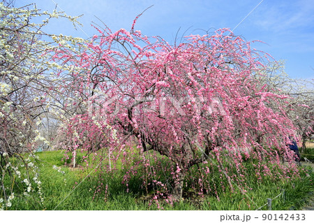 ピンクの梅の花　しだれ梅 90142433