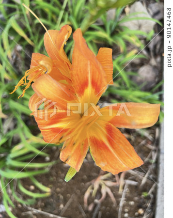 沖縄 那覇市内の公園に咲くクワンソウ(沖縄伝統野菜)の花 90142468