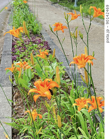 沖縄 那覇市内の公園に咲くクワンソウ(沖縄伝統野菜)の花 90142469
