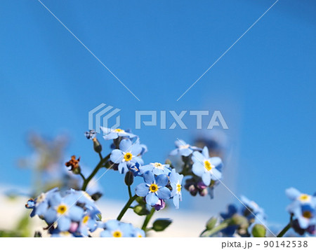 ワスレナグサの花のアップ 90142538