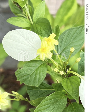沖縄 那覇新都心公園に咲くコンロンカの花 沖縄 那覇新都心公園に咲くコンロンカの花 90142659