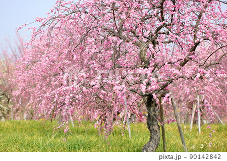 ピンクの梅の花 しだれ梅の写真素材 [90142842] - PIXTA