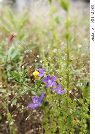 草はらに咲いた紫色の小さな草花 90142939