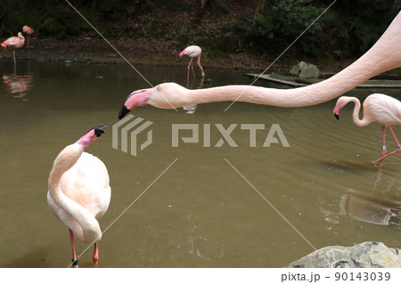 フラミンゴ　ヨーロッパフラミンゴ 90143039