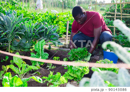 African american man cultivates cabbages on beds in garden 90143086