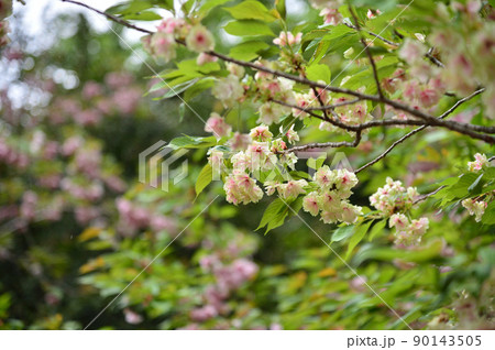 元伊勢内宮皇大神社、日室ヶ岳遙拝所の山桜 90143505