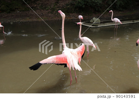 羽を広げたフラミンゴ ヨーロッパフラミンゴ 羽を広げたフラミンゴ ヨーロッパフラミンゴ 90143591