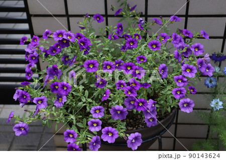 玄関前のカリブラコアの花 90143624