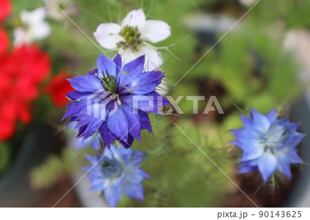 ニゲラのある花壇 90143625