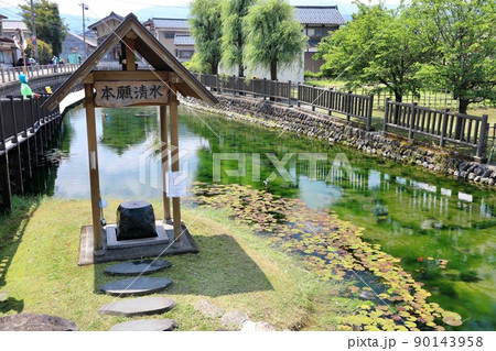〔福井県大野市・5月〕国指定天然記念物 本願清水イトヨ生息地 〔福井県大野市・5月〕国指定天然記念物 本願清水イトヨ生息地 90143958