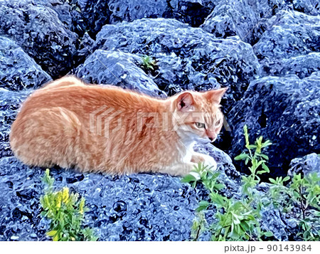 沖縄 那覇うみそら公園で見かけた野良猫 沖縄 那覇うみそら公園で見かけた野良猫 90143984