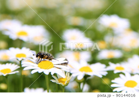 はなむぐり 90144016