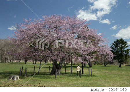 長寿桜 長寿桜 90144149