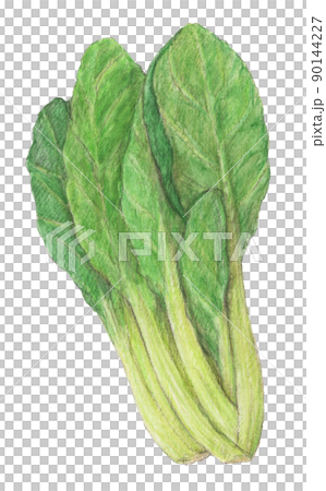 小松菜 水彩色鉛筆イラスト 背景透過 小松菜 水彩色鉛筆イラスト 背景透過 90144227