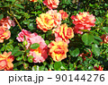 晴れた日のバラ園で寄り添う花_02　薔薇　ピンク　レッド　赤　桃　華やか　気品 90144276