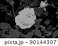 晴れた日のバラ園に咲く薔薇_02　モノトーン　白　ホワイト　華やか　気品 90144307