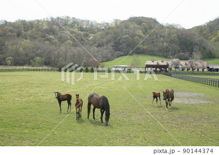 早春の牧場 90144374