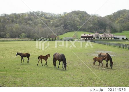 早春の牧場 早春の牧場 90144376