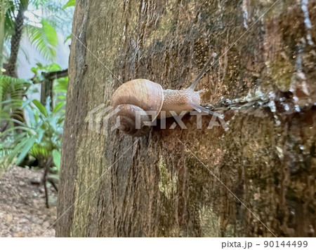 でんでん でんでん 90144499