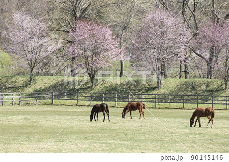 早春の牧場 90145146