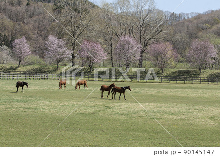 早春の牧場 90145147