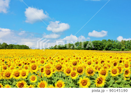 北海道　夏の青空とひまわりの風景 90145190