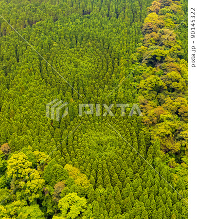 ミステリーサークルと言われる宮崎県日南市の飫肥杉の林業試験場をドローン撮影 90145322