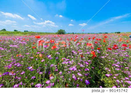 ナデシコとポピーの花畑と水管橋 90145742