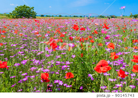 水管橋と花畑 90145743