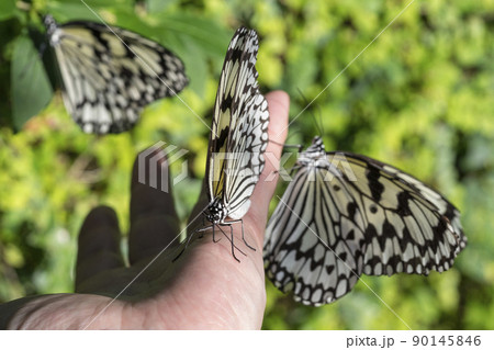 手にとまる蝶々 90145846