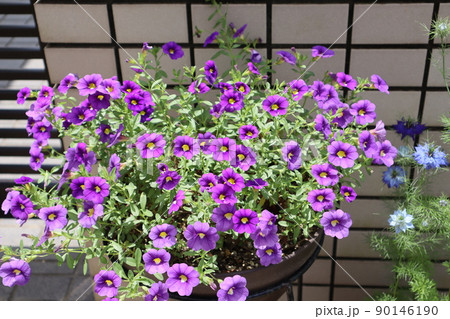 玄関前のカリブラコア 玄関前のカリブラコア 90146190