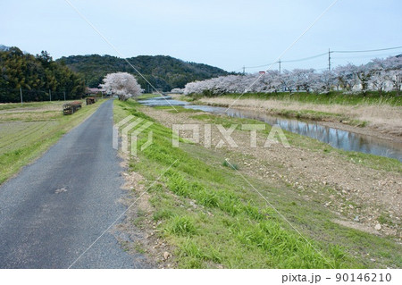 曇り日の淋しい川沿いの桜並木 90146210