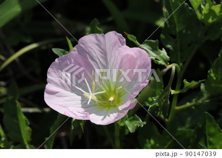 春の日本の野原に咲くピンク色のヒルザキツキミソウの花 春の日本の野原に咲くピンク色のヒルザキツキミソウの花 90147039