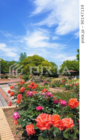 亀水中央公園のバラ園8【香川県高松市亀水】 亀水中央公園のバラ園8【香川県高松市亀水】 90147139