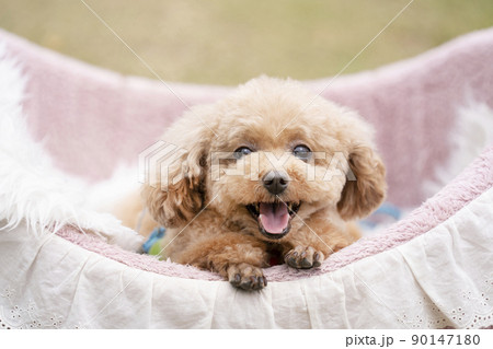 A toy poodle that goes into a basket and smiles - Stock Photo