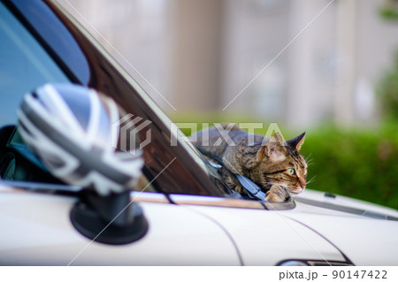 車の上のキジトラ猫 車の上のキジトラ猫 90147422