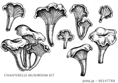 Vector set of hand drawn black and white chanterelle 90147768